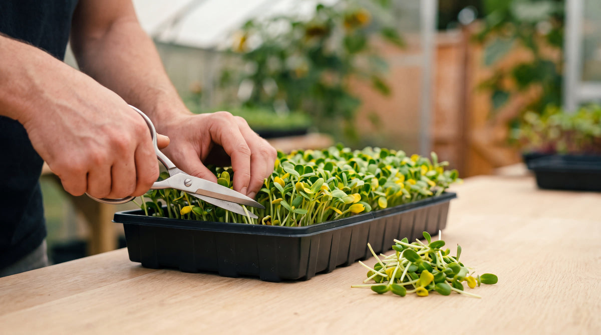 Una charola de microgreens pasando de sustrato sembrado a una cosecha completa cortada con tijeras