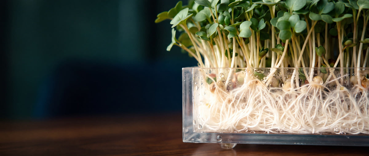 Close-up of white microgreen roots in a clear growing tray