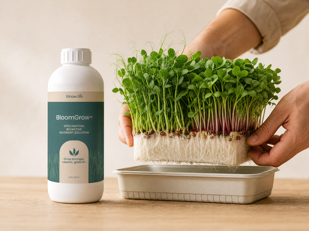 Grower lifting a block of pea and radish microgreens to show a dense white root mat, next to a BloomGrow 1 L bottle